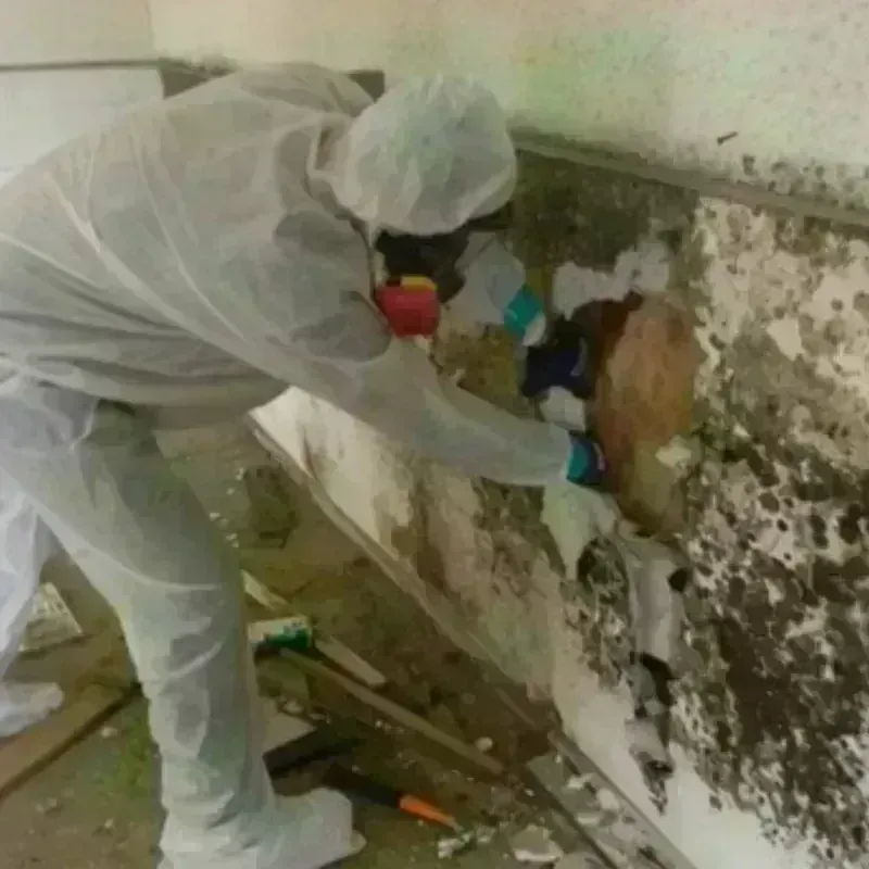 Mold Remediation and Removal in Crockett County, TN